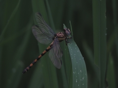 Paragomphus reinwardtii