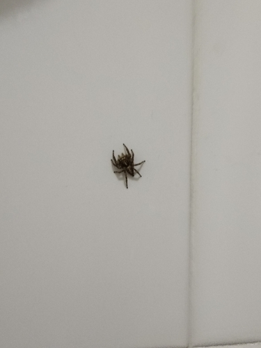 Pantropical Jumping Spider