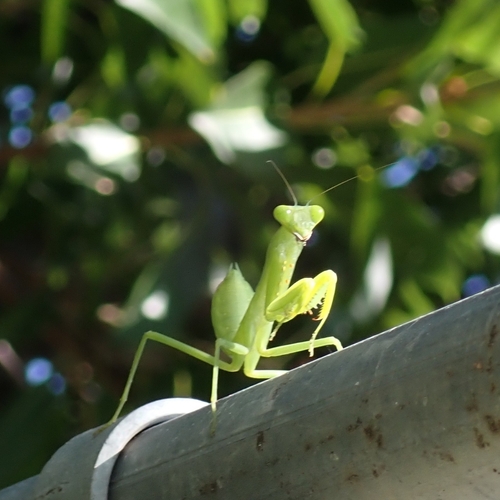 Giant Asian Mantis