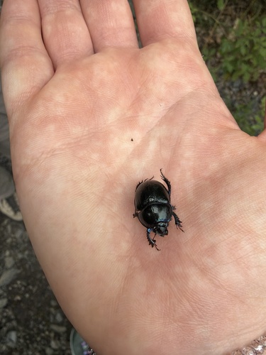 Woodland Dor Beetle