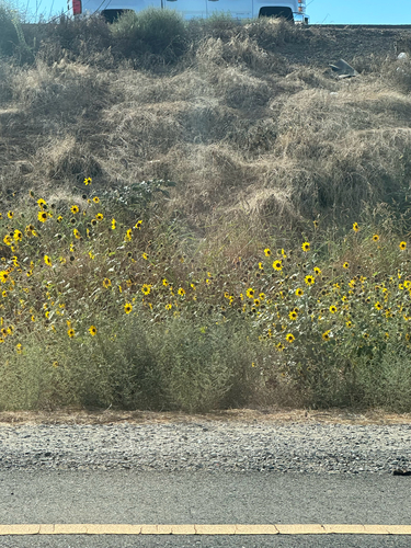 Common Sunflower