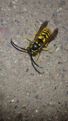 German Yellowjacket