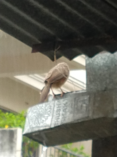 Jungle Babbler