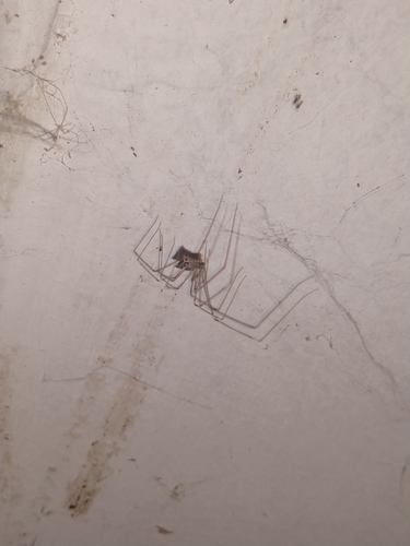 Tailed Cellar Spider