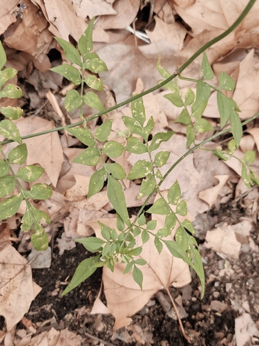 Jasminum officinale observed 2026-09-24