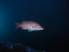 Bodianus unimaculatus