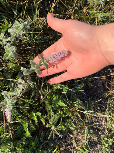 Horse Mint
