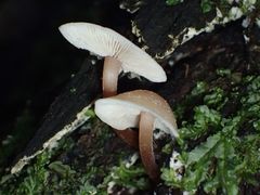 Collybia eucalyptorum