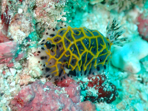 Halgerda wasinensis observed 2026-09-25