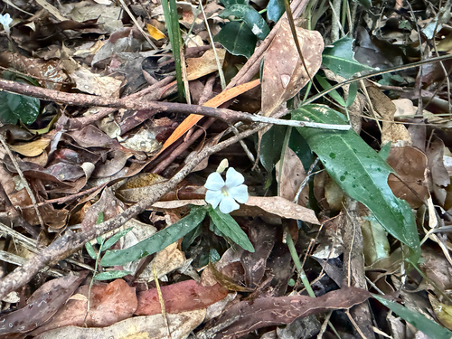 Brunoniella spiciflora, 2026-09-25