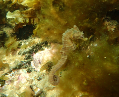 Hippocampus breviceps
