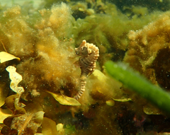Hippocampus breviceps