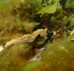 Hippocampus breviceps