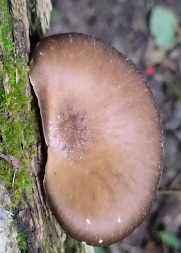 Oyster Mushroom