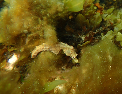 Hippocampus breviceps