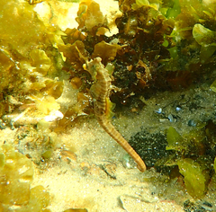 Hippocampus breviceps