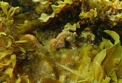 Hippocampus breviceps