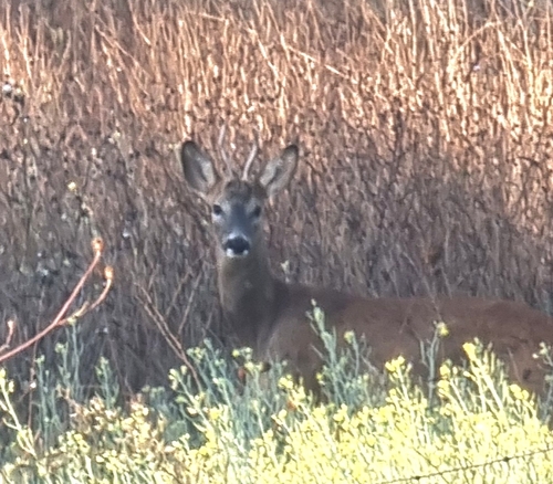 Western Roe Deer