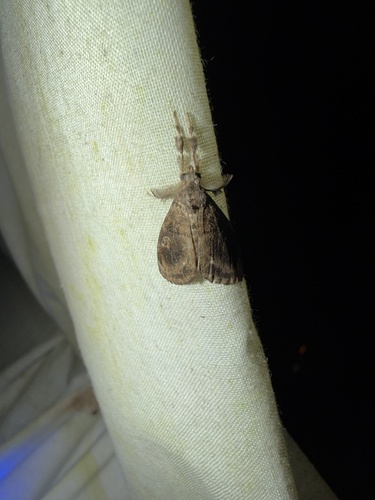 Definite Tussock Moth
