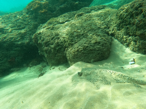 Urogymnus asperrimus observed 2026-09-25