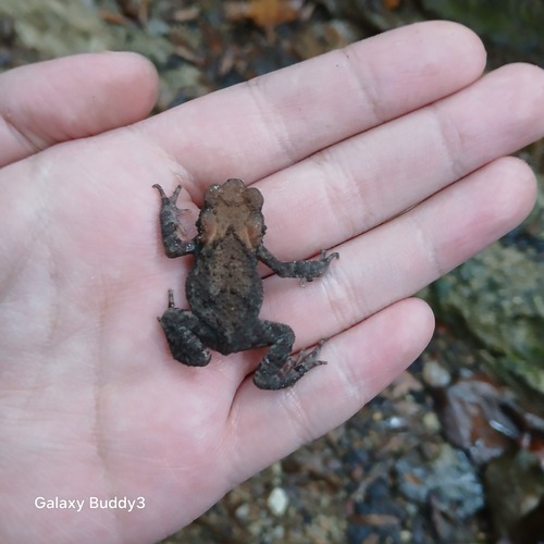 Water Toad
