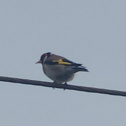 European Goldfinch
