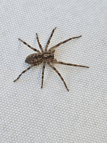 Mediterranean Spiny False Wolf Spider