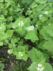 Alliaria petiolata