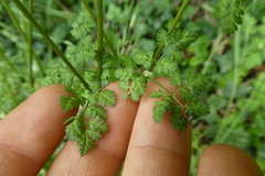Anthriscus cerefolium