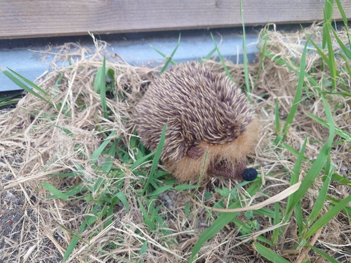 Common Hedgehog