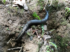 Limax cinereoniger