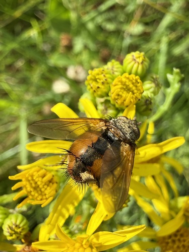 Common Tachinid
