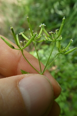 Anthriscus cerefolium