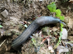 Limax cinereoniger