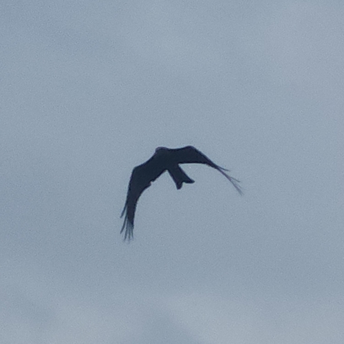 Black Kite