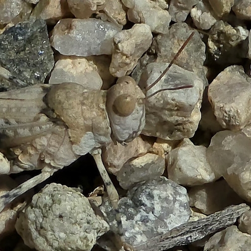 Strenuous Grasshopper