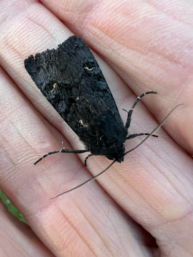 Black Rustic