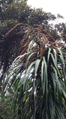 Dracaena xiphophylla image