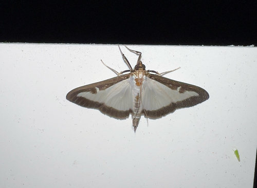 Box Tree Moth