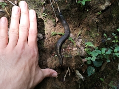 Limax cinereoniger