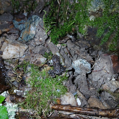 Imienpo Station frog