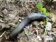 Limax cinereoniger