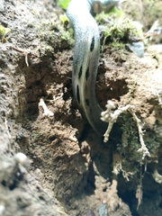 Limax cinereoniger