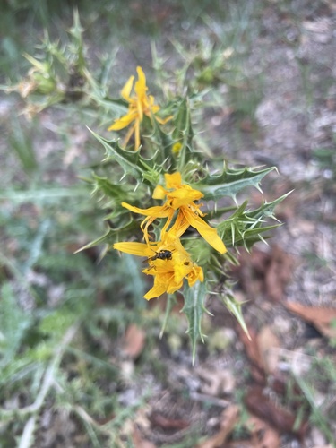 common golden thistle
