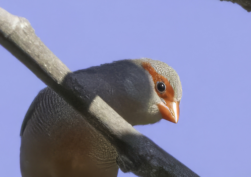 Common Waxbill