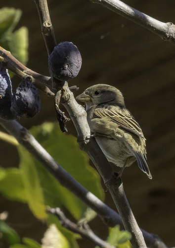 House Sparrow