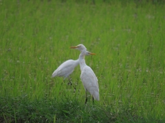 Bubulcus ibis