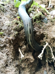 Limax cinereoniger