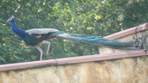 Indian Peafowl