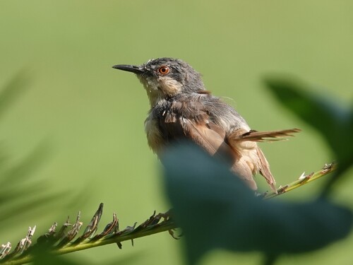 Ashy Prinia